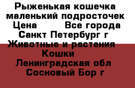 Рыженькая кошечка маленький подросточек › Цена ­ 10 - Все города, Санкт-Петербург г. Животные и растения » Кошки   . Ленинградская обл.,Сосновый Бор г.